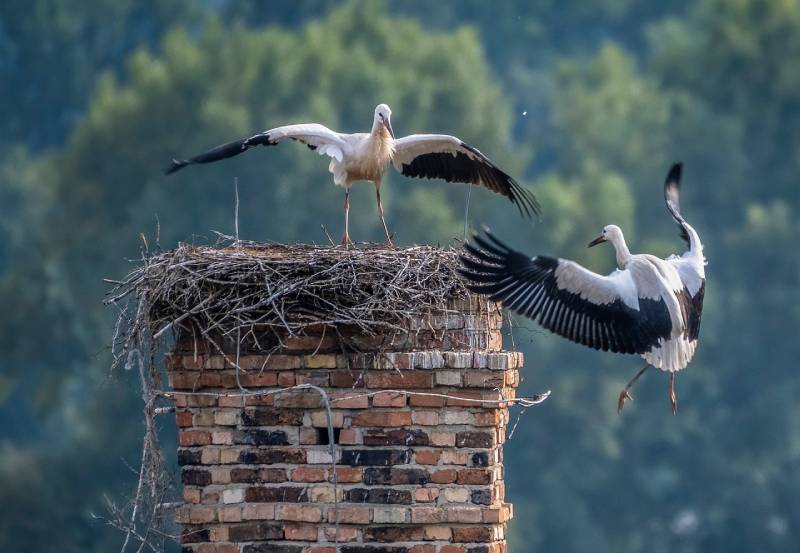 Professional Chimney Animal Removal Services in Bartlett, Illinois