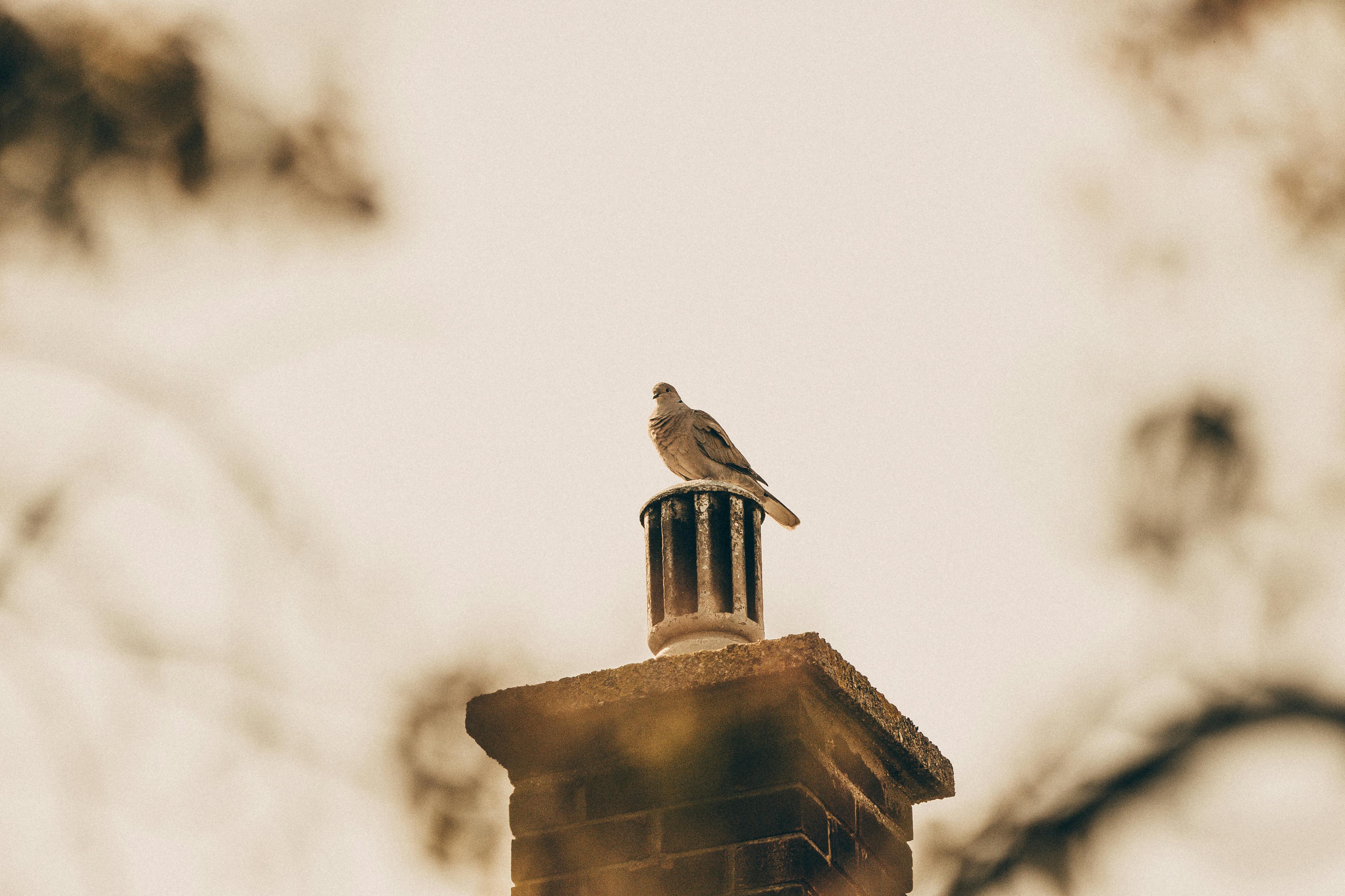 Professional Chimney Cap and Damper In Bartlett Illinois